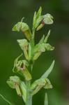 Dactylorhiza viridis (L.) R.M. Bateman Pridgeon, & M.W. Chase