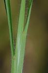 Coleataenia longifolia (Torrey) Soreng ssp. longifolia