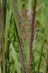Coleataenia pulchra (F. Dietrich) Mabberley & LeBlond