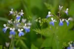 Collinsia verna Nutt.