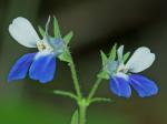 Collinsia verna Nutt.