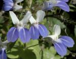 Collinsia verna Nutt.