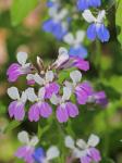 Collinsia verna Nutt.