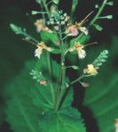 Collinsonia canadensis L.