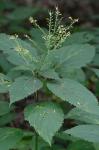 Collinsonia canadensis L.