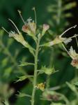 Collinsonia canadensis L.