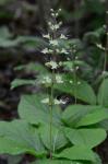 Collinsonia verticillata Baldw.