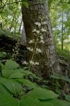 Collinsonia verticillata Baldw.