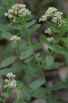 Comandra umbellata (L.) Nuttall var. umbellata
