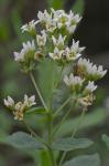 Comandra umbellata (L.) Nuttall var. umbellata