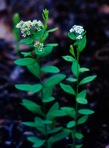 Comandra umbellata (L.) Nuttall var. umbellata