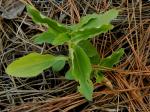 Commelina benghalensis L.