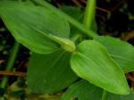 Commelina benghalensis L.