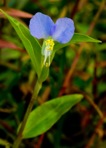 Commelina communis L.