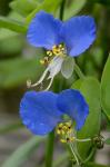 Commelina communis L.