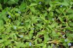 Commelina diffusa Burman f.