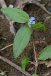 Commelina diffusa Burman f.