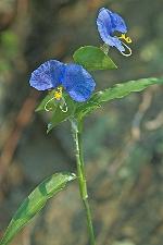 Commelina erecta L.
