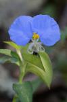 Commelina erecta L.