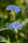 Commelina erecta L.