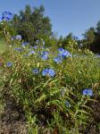 Commelina erecta L.