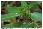 Commelina virginica L.