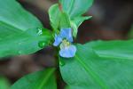 Commelina virginica L.