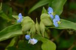 Commelina virginica L.