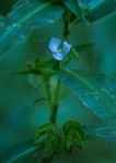 Commelina virginica L.
