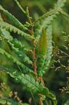 Comptonia peregrina (L.) Coult.