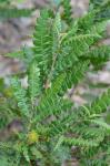 Comptonia peregrina (L.) Coult.