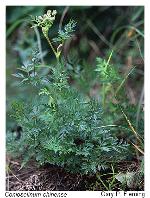 Conioselinum chinense (L.) B.S.P.