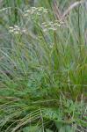 Conioselinum chinense (L.) B.S.P.