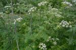 Conium maculatum L.