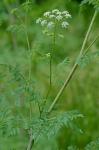 Conium maculatum L.