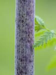 Conium maculatum L.