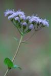 Conoclinium coelestinum (L.) DC.