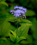 Conoclinium coelestinum (L.) DC.