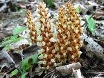 Conopholis americana (L.) Wallroth