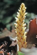 Conopholis americana (L.) Wallroth