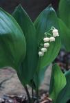 Convallaria majalis L.