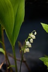 Convallaria pseudomajalis Bartram