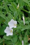 Convolvulus arvensis L.