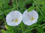 Convolvulus arvensis L.