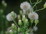 Erigeron bonariensis L.