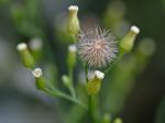 Erigeron canadensis L.