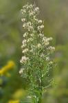 Erigeron canadensis L.