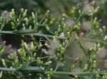 Erigeron canadensis L.