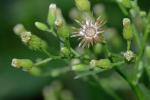 Erigeron canadensis L.