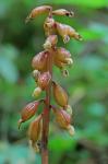 Corallorhiza bentleyi Freudenstein
